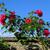 Rosa 'Paul's Scarlet Climber'