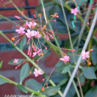 Talinum paniculatum