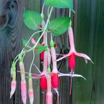 Fuchsia 'Helena'