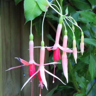 Fuchsia 'Helena' - 