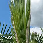 Trachycarpus sp. 'Manipur'  - 