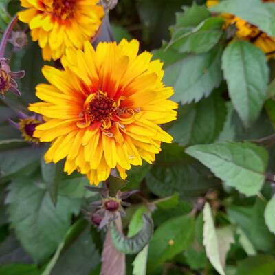 Gaillardia (varieteiten) - 