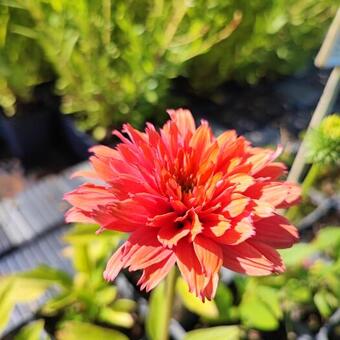 Echinacea SUNSEEKERS 'Rainbow'