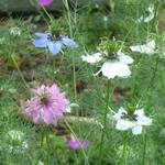 Nigella damascena 'Persian Jewels' - 