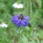 Nigella damascena 'Persian Jewels' - 