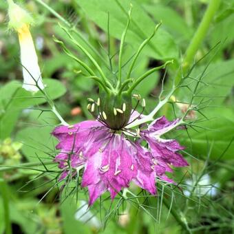 Nigella damascena 'Persian Jewels'