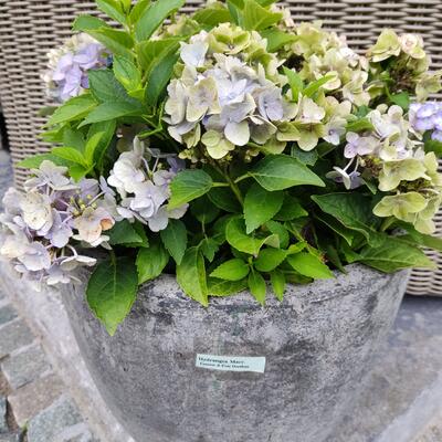 Hydrangea macrophylla 'FOREVER & EVER  Hortbux Blue' - 