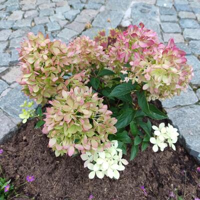 Hydrangea paniculata LITTLE XS ROSE LOVE - 