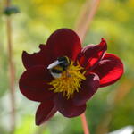 Cosmos x Dahlia 'Mexican Star' - 