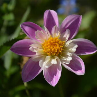 Dahlia 'Impression Famosa'