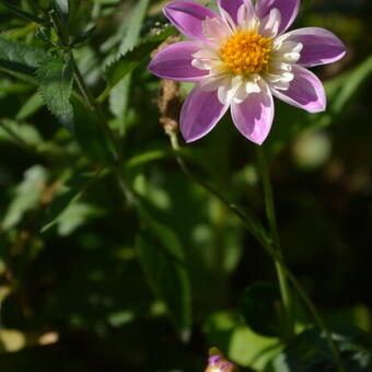 Dahlia 'Impression Famosa'