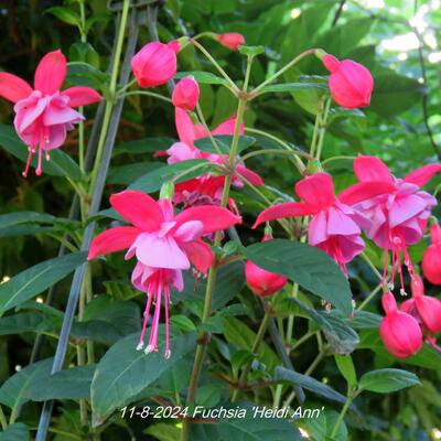 Fuchsia 'Heidi Ann' - 