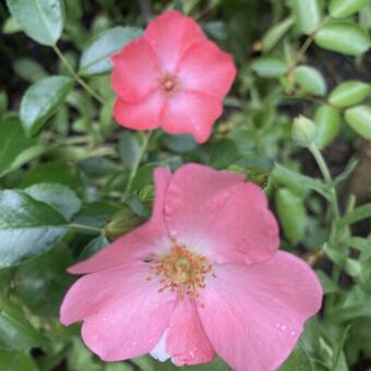 Rosa canina