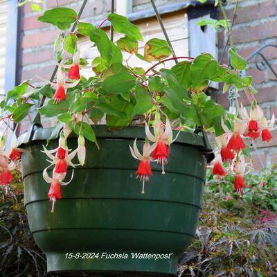 Fuchsia 'Wattenpost' - 