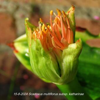 Scadoxus multiflorus subsp. katharinae