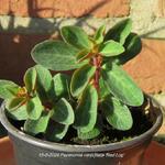 Peperomia verticillata 'Red Log' - 