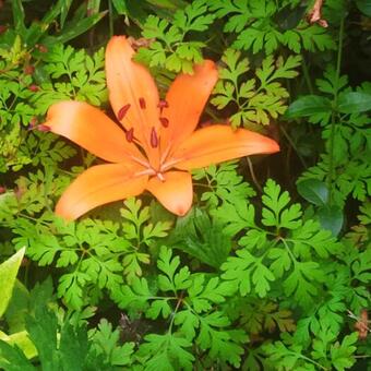 Lilium bulbiferum subsp. croceum