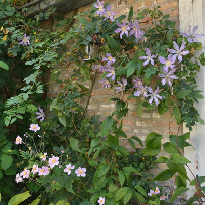 Clematis 'East River'  - 