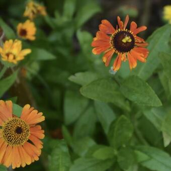 Helenium 'Sahin's Early Flowerer'