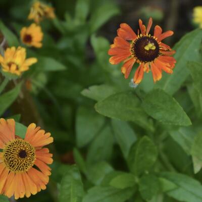 Helenium 'Sahin's Early Flowerer' - Helenium 'Sahin's Early Flowerer'