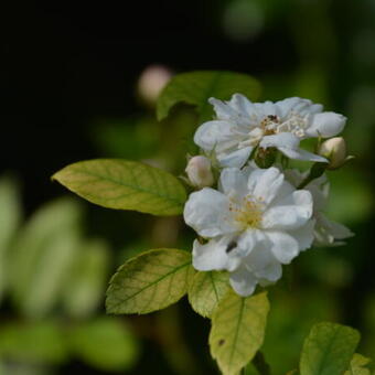 Rosa 'Virgo Maria'