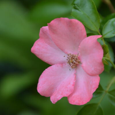 Rosa 'Pink Blanket' - 