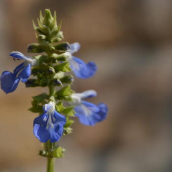 Salvia uliginosa