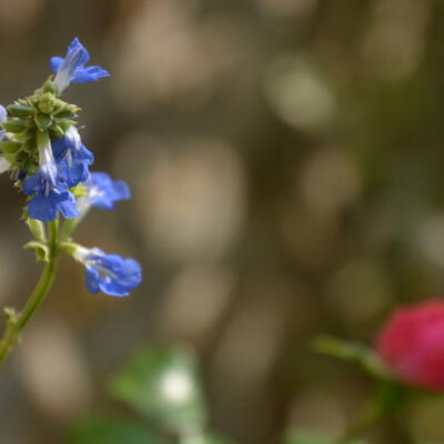 Salvia uliginosa - Sumpf-Salbei - Salvia uliginosa