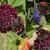 Scabiosa atropurpurea 'Summer Berries'