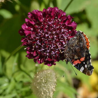 Scabiosa atropurpurea 'Summer Berries'