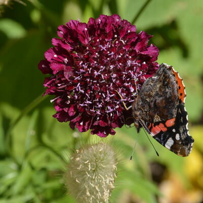 Scabiosa atropurpurea 'Summer Berries' - 