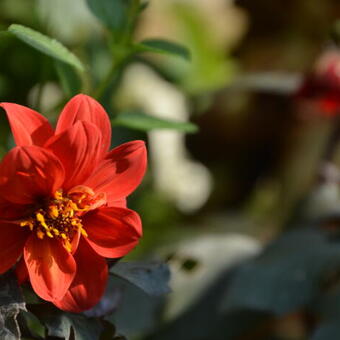 Dahlia 'DREAMY Sunset'