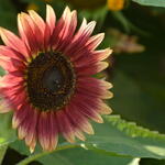 Helianthus annuus 'Evening Sun' - 