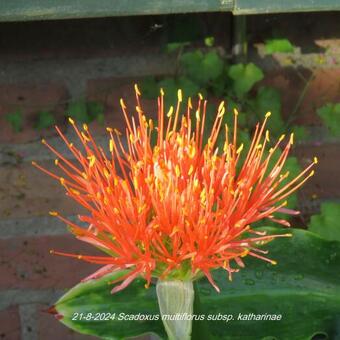 Scadoxus multiflorus subsp. katharinae