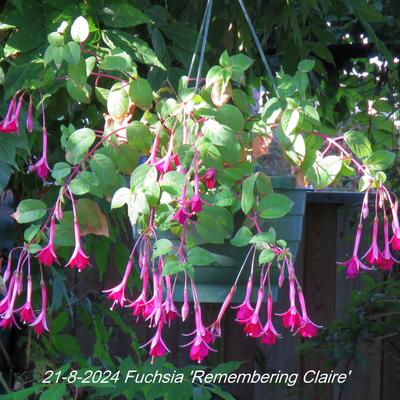 Fuchsia 'Remembering Claire' - 