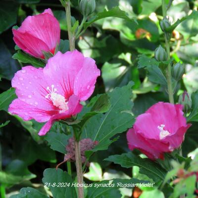 Hibiscus syriacus 'Russian Violet' - 