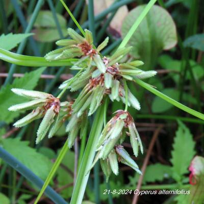 CORNOUILLER ALTERNIFOLIÉ, CORNOUILLER À FEUILLES ALTERNES - Cyperus alternifolius