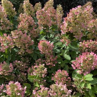 Hydrangea paniculata 'Magical Fire'