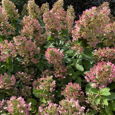 Hydrangea paniculata 'Magical Fire' - 