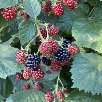 Rubus fruticosus 'Chester Thornless'