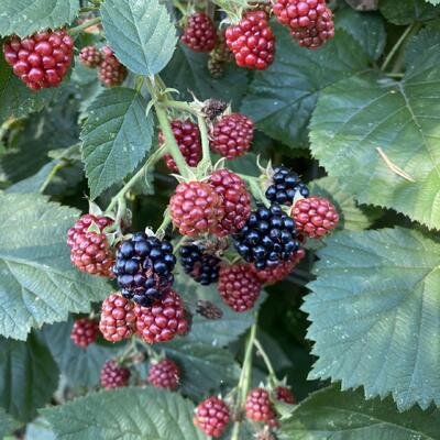 Rubus fruticosus 'Chester Thornless'