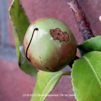 Camellia japonica 'Oki No Nami'