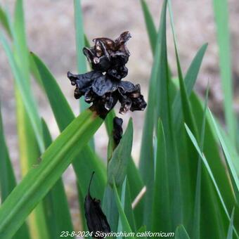 Sisyrinchium californicum