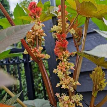 Ricinus communis 'New Zealand Purple'