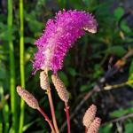 Sanguisorba hakusanensis 'Lilac Squirrel' - 