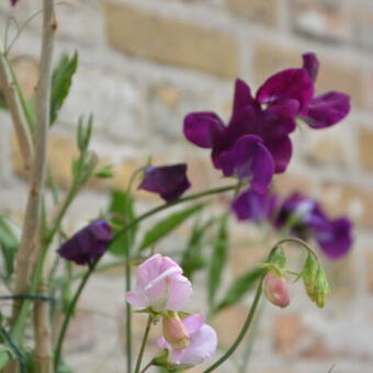 Lathyrus odoratus