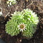 Sempervivum grandiflorum - 