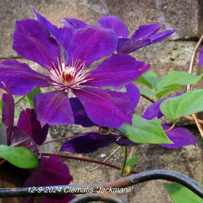 Clematis 'Jackmanii'