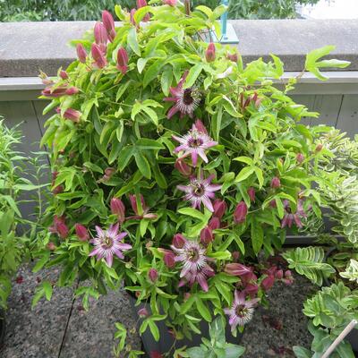 Passiflora caerulea 'Purple Haze'