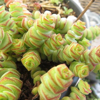 Crassula marnieriana 'Hottentot'